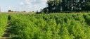 Cannabis field